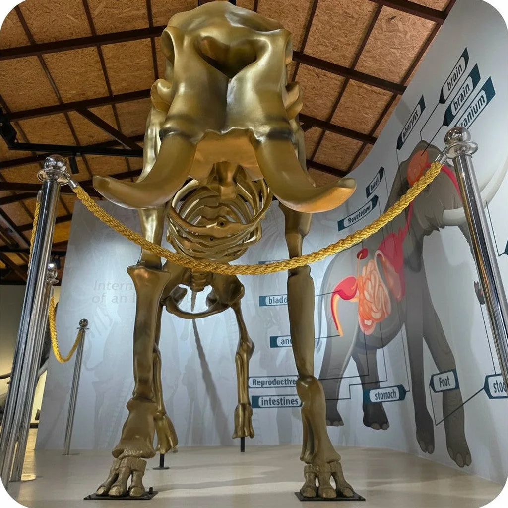 Scheletro di elefante dorato esposto in una sala museale con pannelli informativi