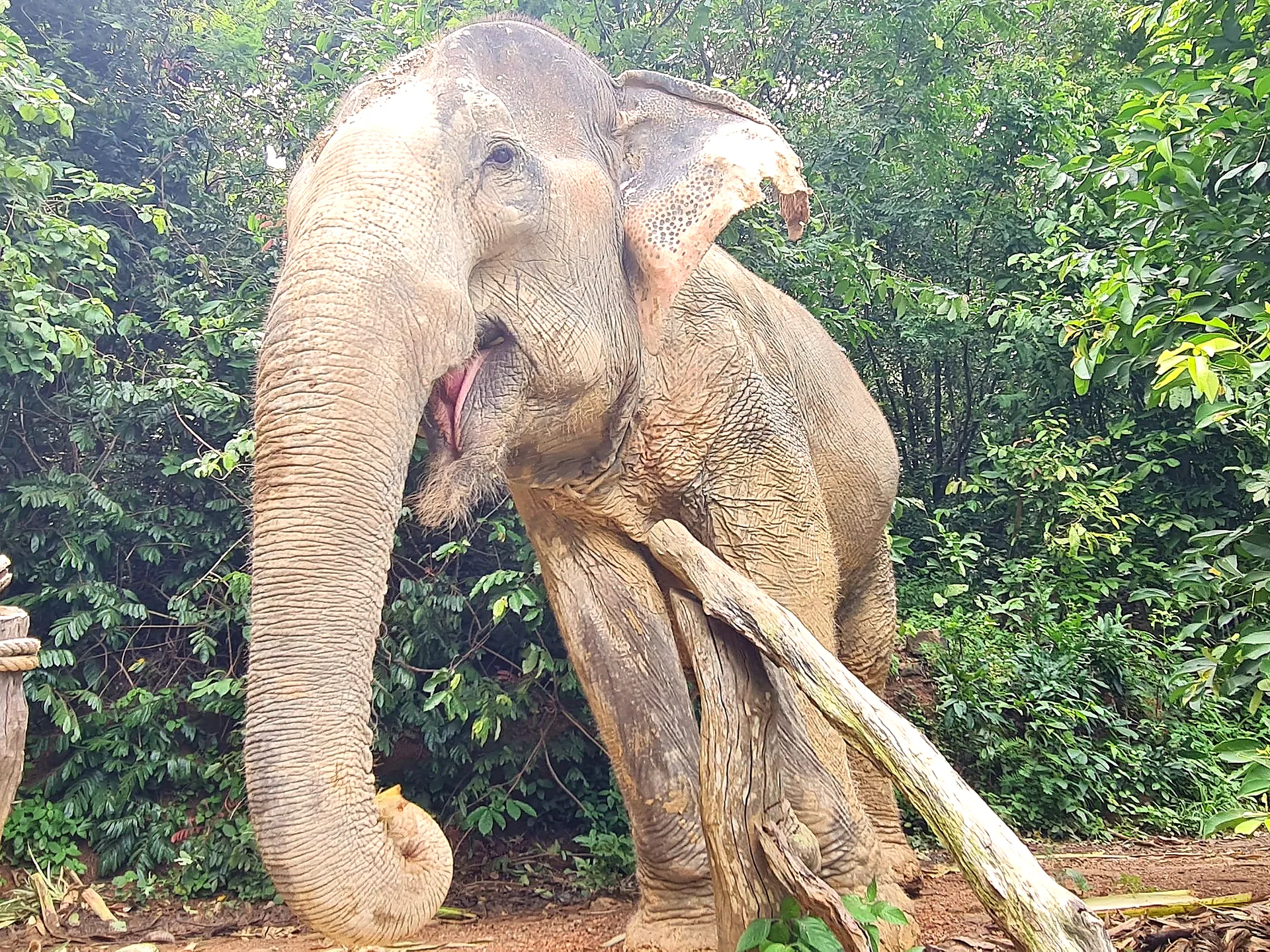 Elephant in a green forest clearing