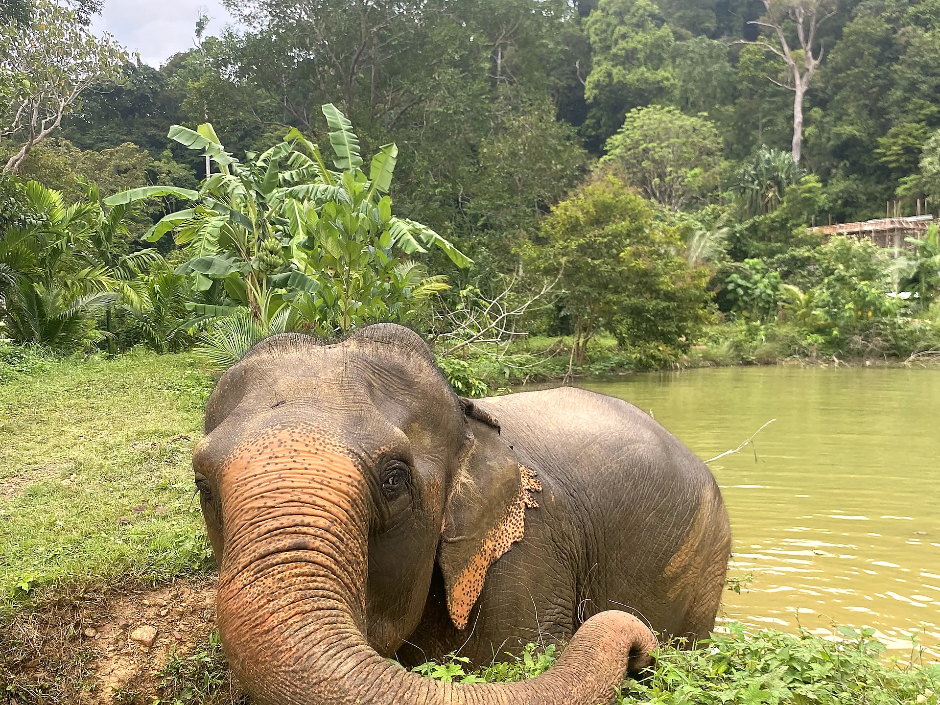 Elephant resting beside a jungle pond