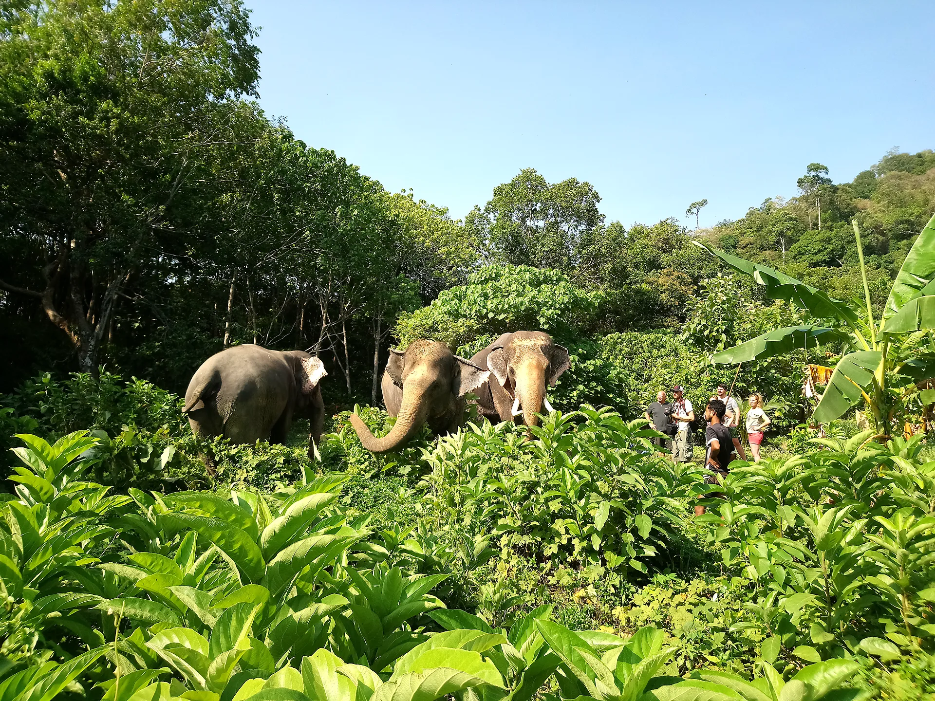 Elephants roaming freely in the green jungle