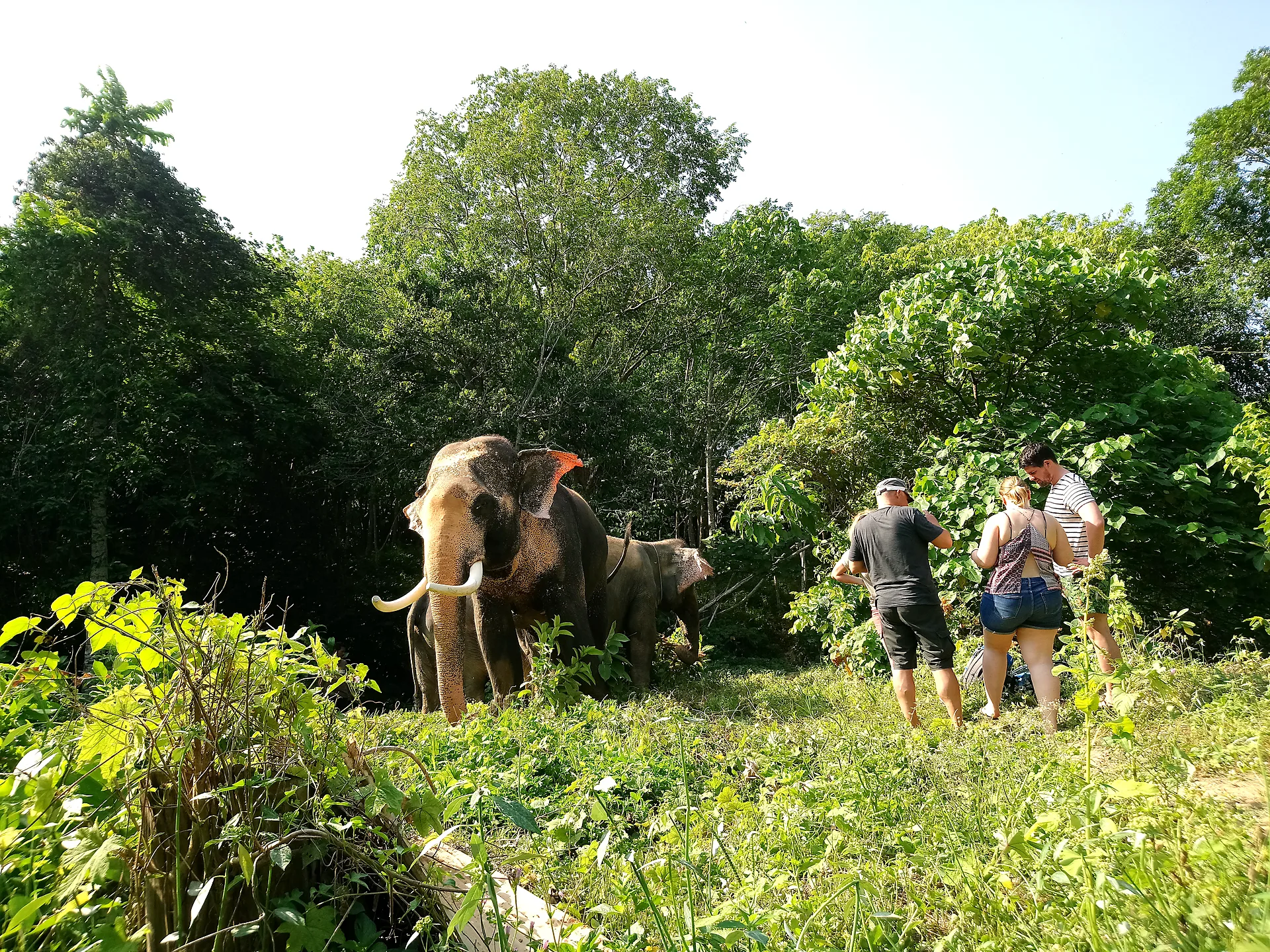 Elephant and visitors in a jungle clearing