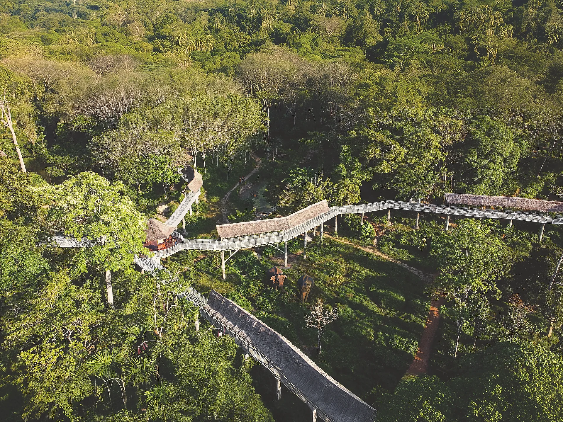 The canopy walkway seen from above through the jungle canopy