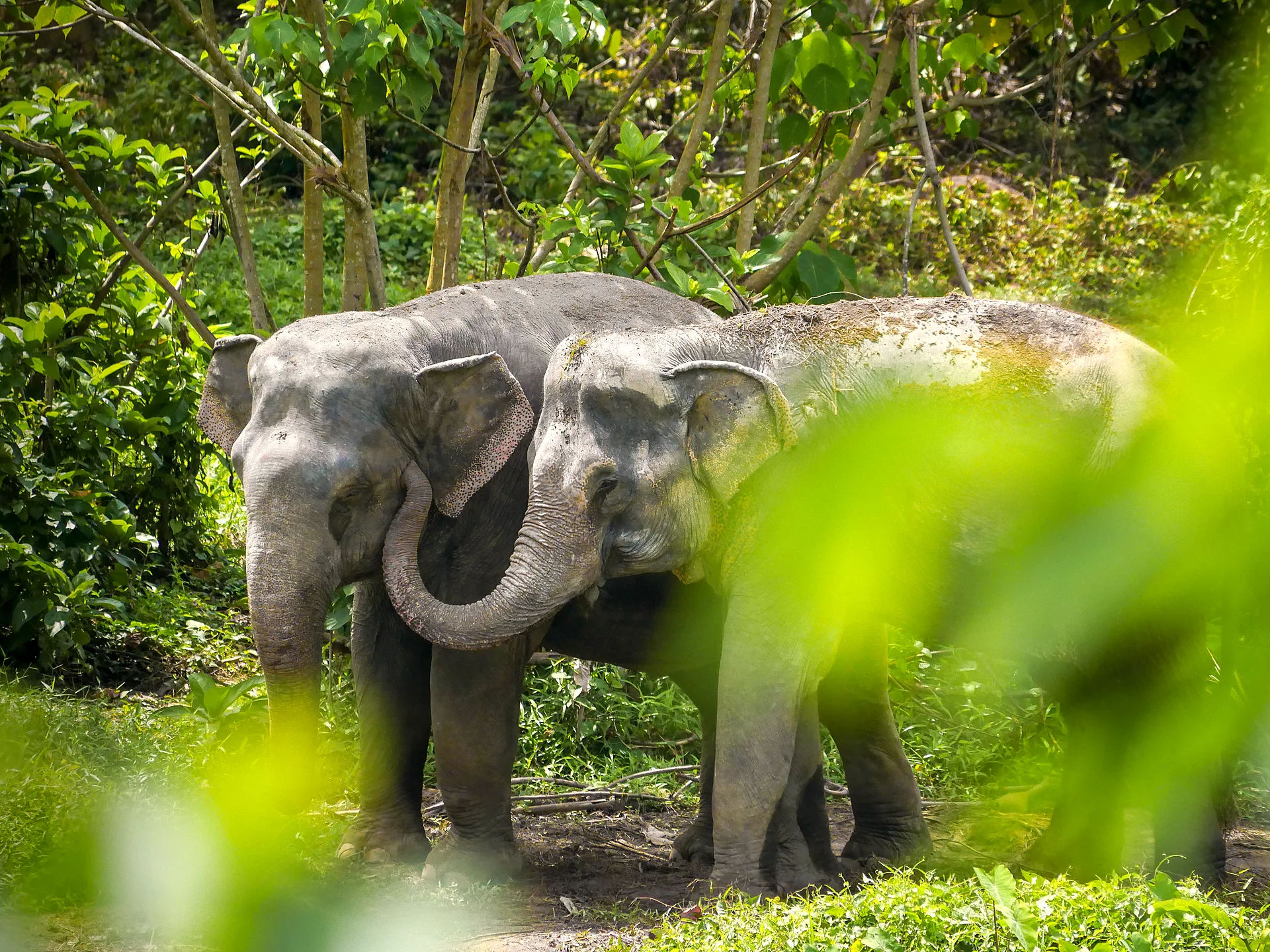 Two rescued Asian elephants walking together at an elephant sanctuary in Phuket