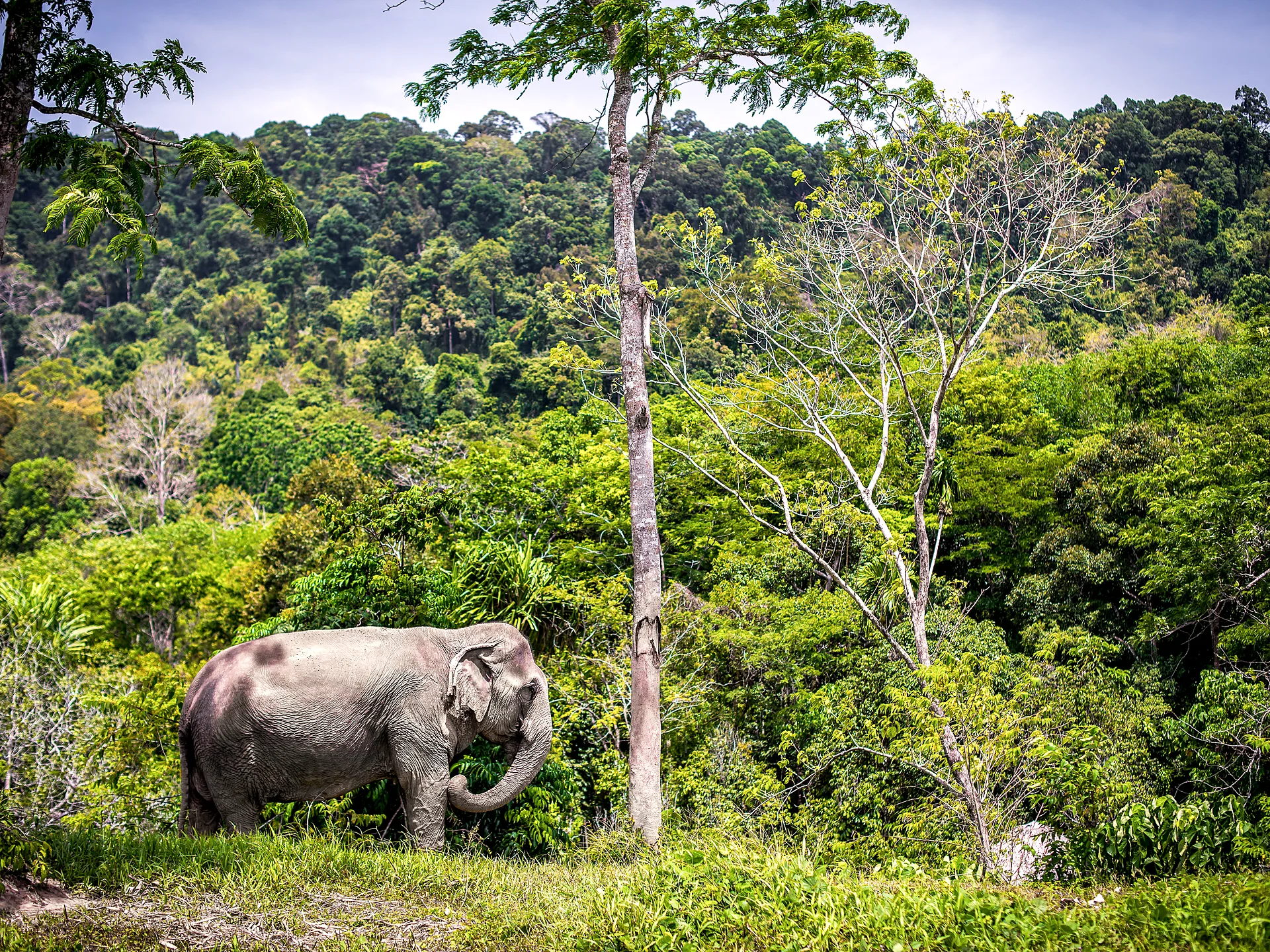 An elephant grazing in the green jungle at an elephant sanctuary in Phuket