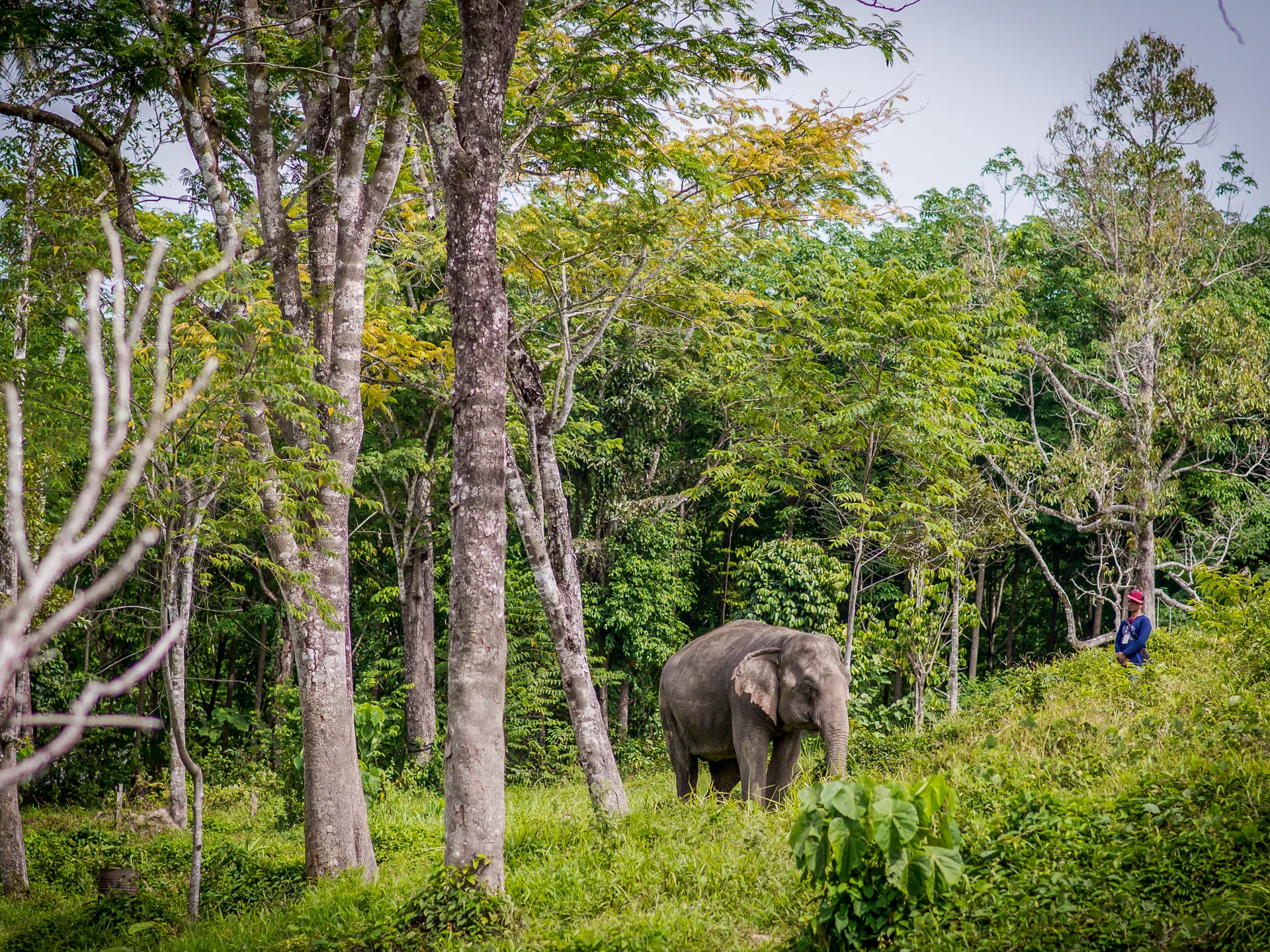 An elephant on a forested hillside at an elephant sanctuary in Phuket